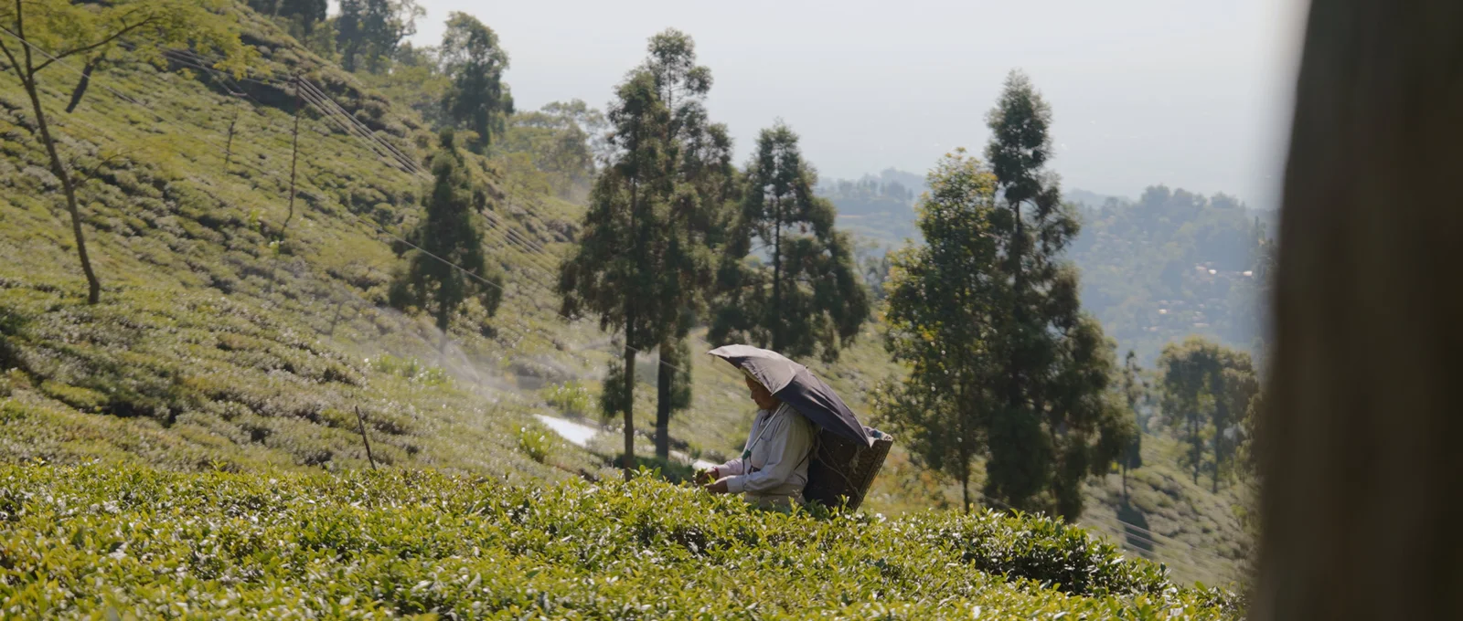 Professional Food Photographer